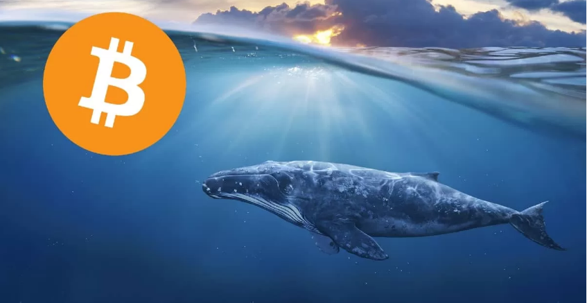 Monedero-ballenas-bitcoin-BTC